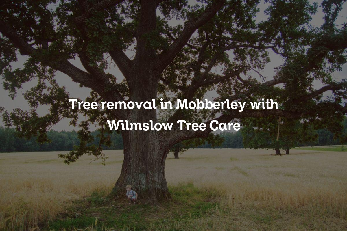 You are currently viewing Tree removal in Mobberley with Wilmslow Tree Care