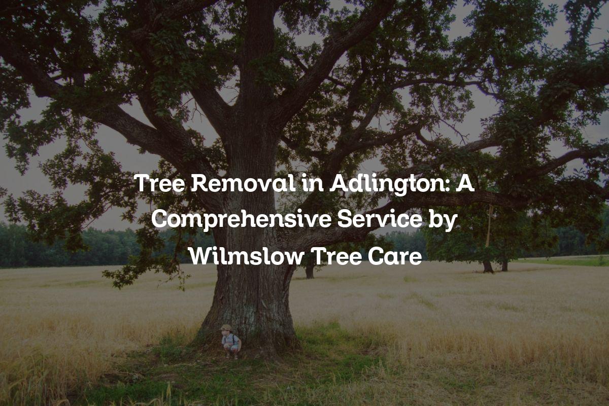 You are currently viewing Tree Removal in Adlington: A Comprehensive Service by Wilmslow Tree Care