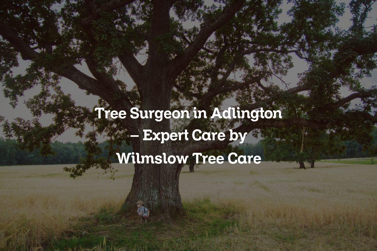 You are currently viewing Tree Surgeon in Adlington – Expert Care by Wilmslow Tree Care