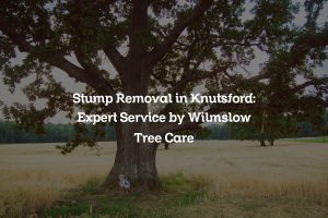 Read more about the article Stump Removal in Knutsford: Expert Service by Wilmslow Tree Care