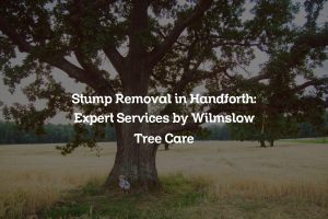 Read more about the article Stump Removal in Handforth: Expert Services by Wilmslow Tree Care