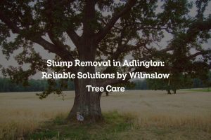 Read more about the article Stump Removal in Adlington: Reliable Solutions by Wilmslow Tree Care