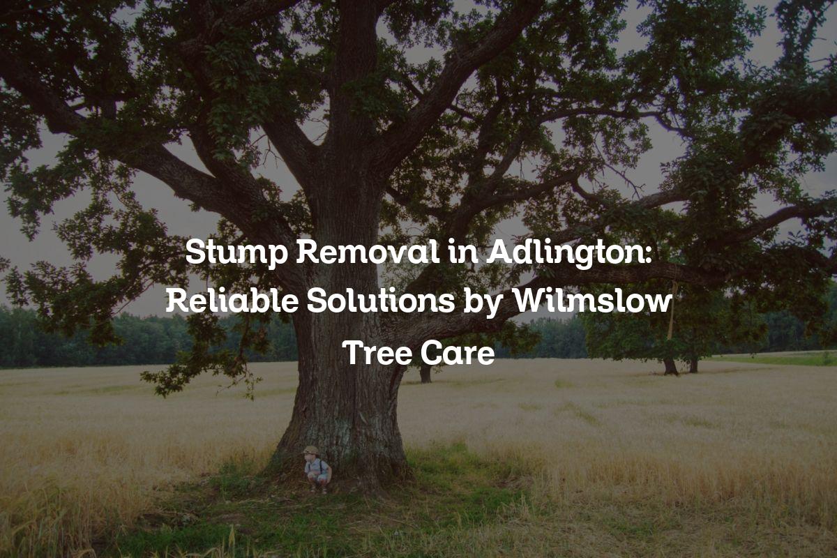 You are currently viewing Stump Removal in Adlington: Reliable Solutions by Wilmslow Tree Care