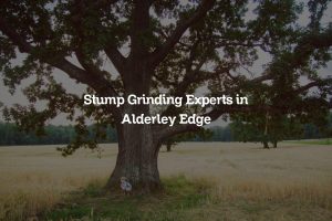 Read more about the article Stump Grinding Experts in Alderley Edge