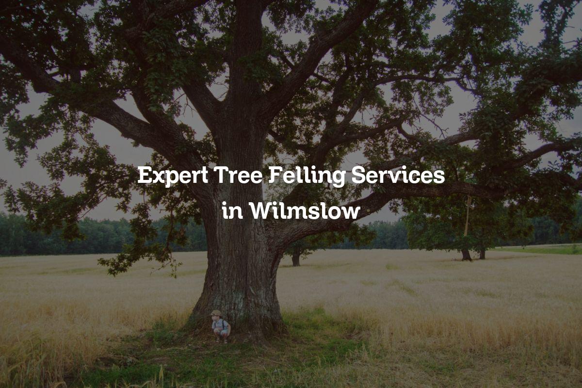 You are currently viewing Expert Tree Felling Services in Wilmslow
