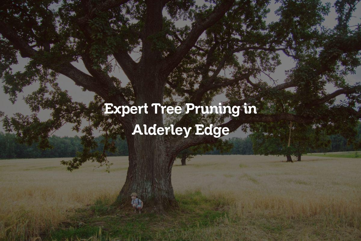 You are currently viewing Expert Tree Pruning in Alderley Edge
