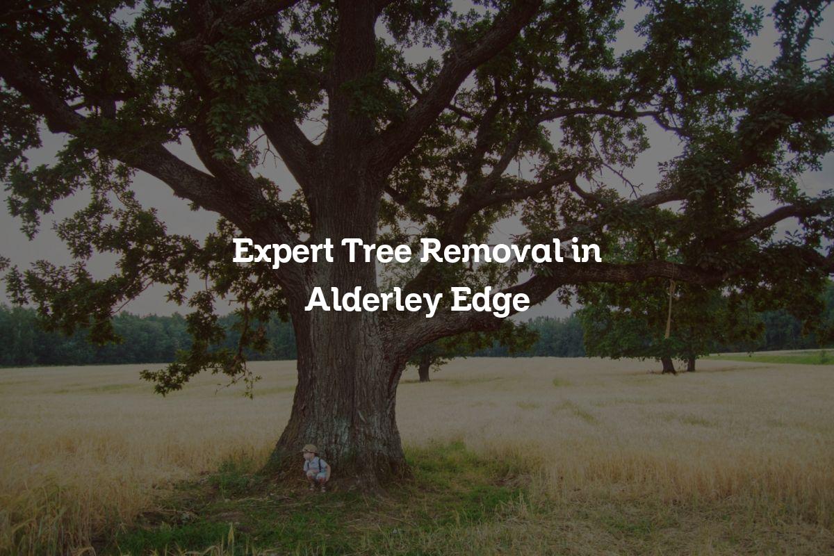 You are currently viewing Expert Tree Removal in Alderley Edge