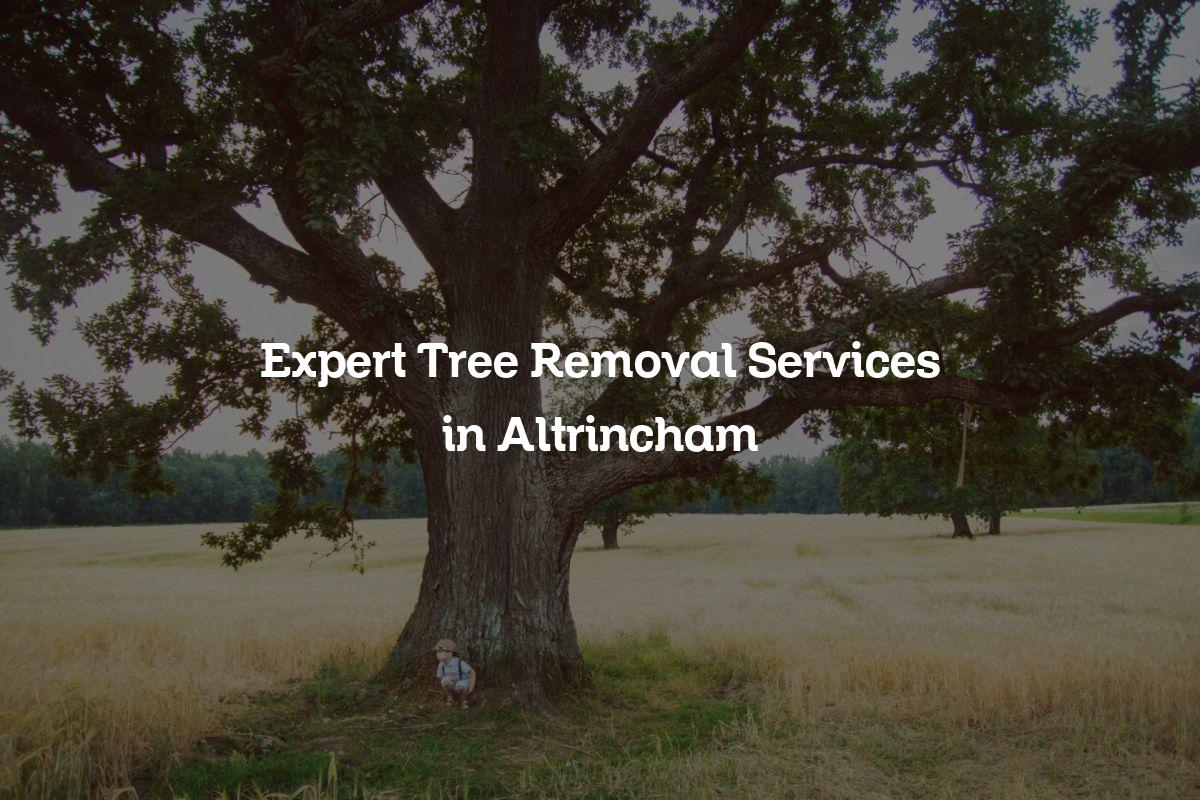 You are currently viewing Expert Tree Removal Services in Altrincham