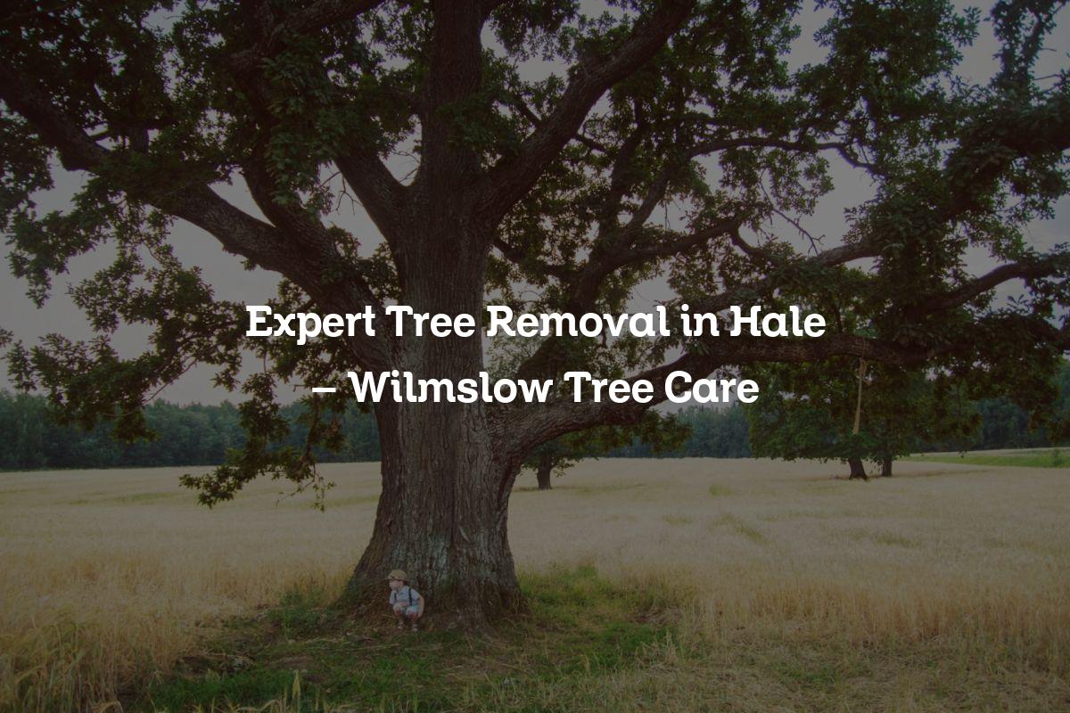 You are currently viewing Expert Tree Removal in Hale – Wilmslow Tree Care