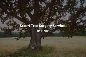 Read more about the article Expert Tree Surgery Services in Hale