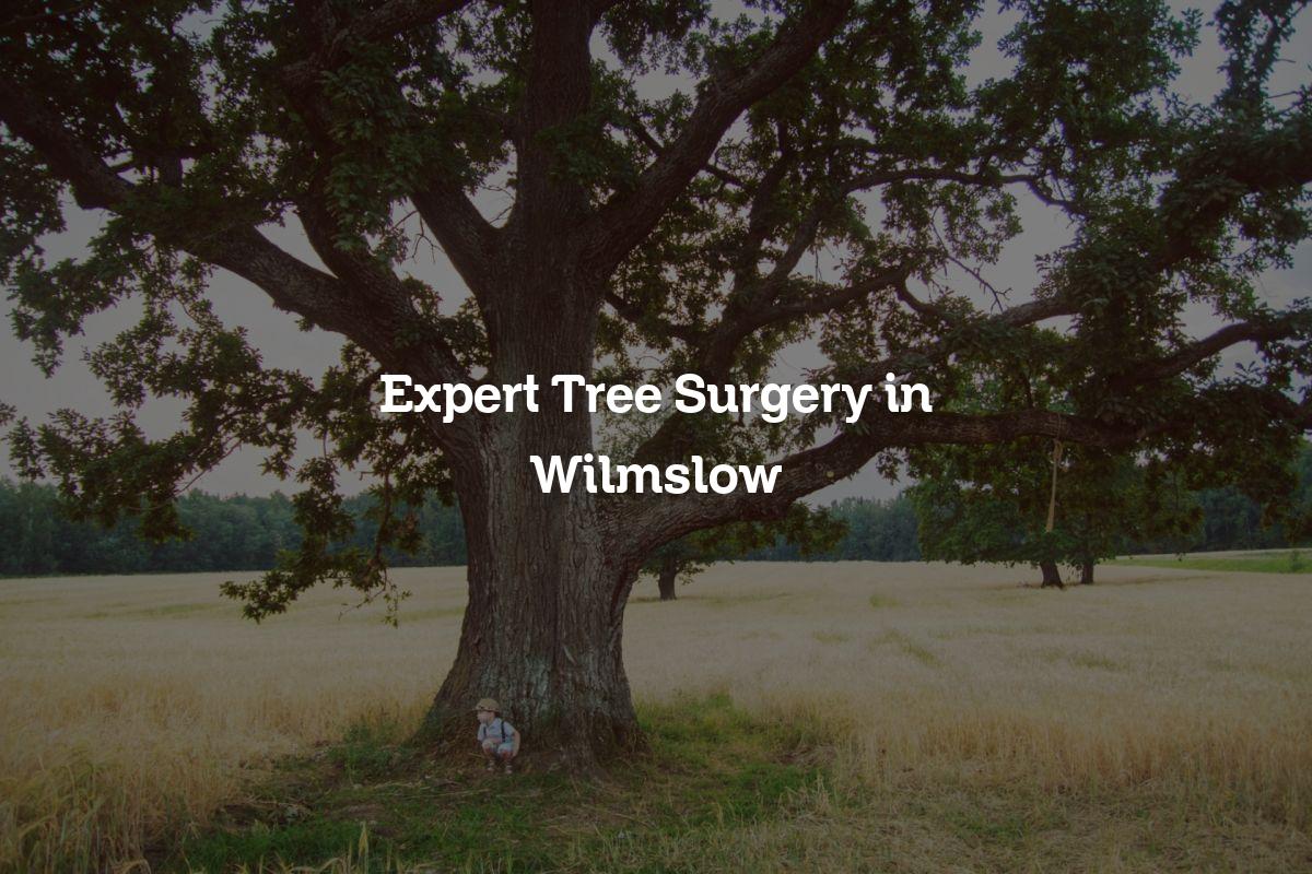 You are currently viewing Expert Tree Surgery in Wilmslow