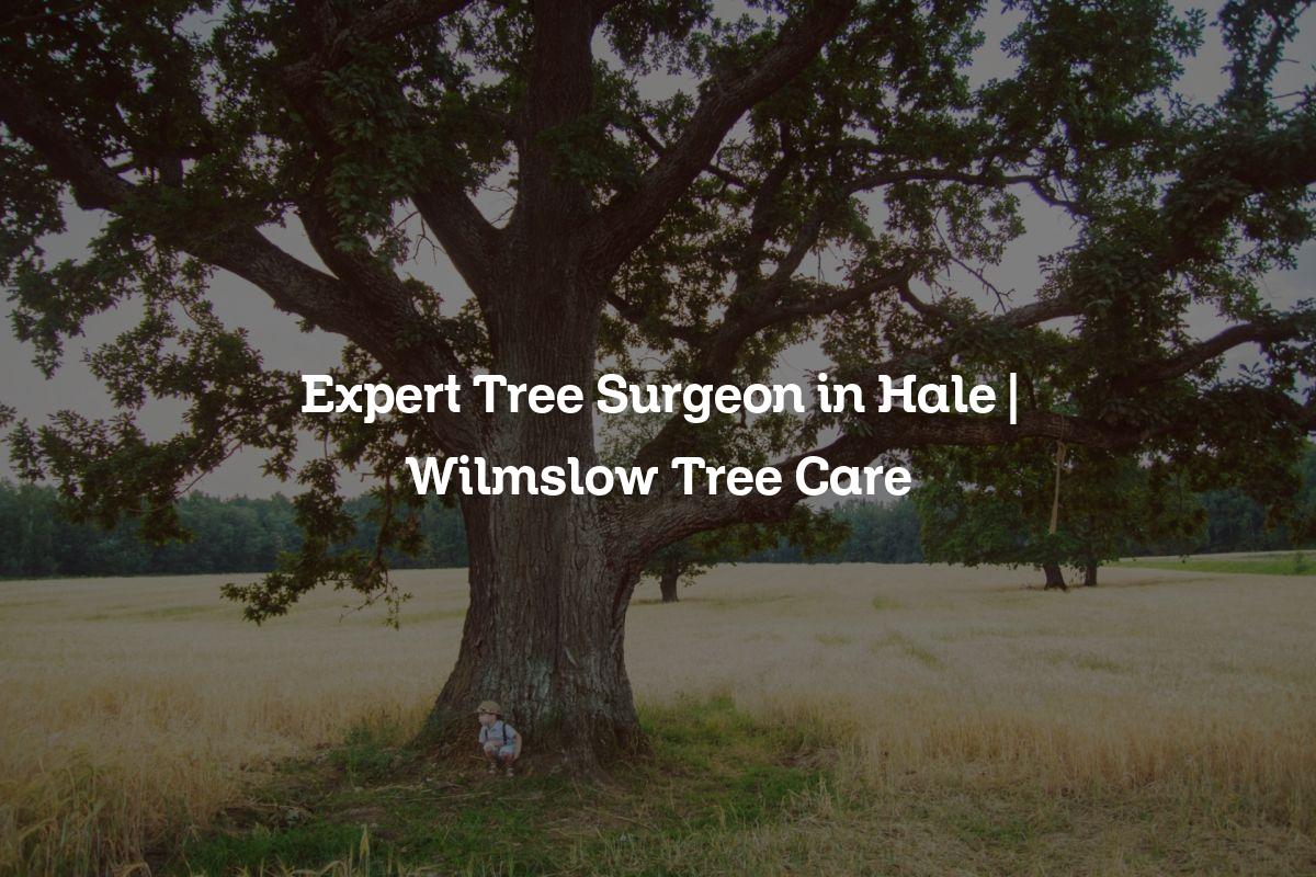 You are currently viewing Expert Tree Surgeon in Hale | Wilmslow Tree Care