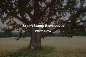 Read more about the article Expert Stump Removal in Wilmslow