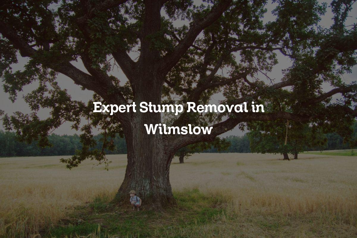 You are currently viewing Expert Stump Removal in Wilmslow