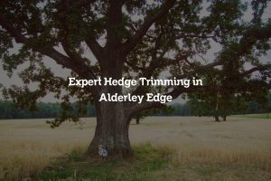 Read more about the article Expert Hedge Trimming in Alderley Edge