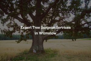 Read more about the article Expert Tree Surgeon Services in Wilmslow