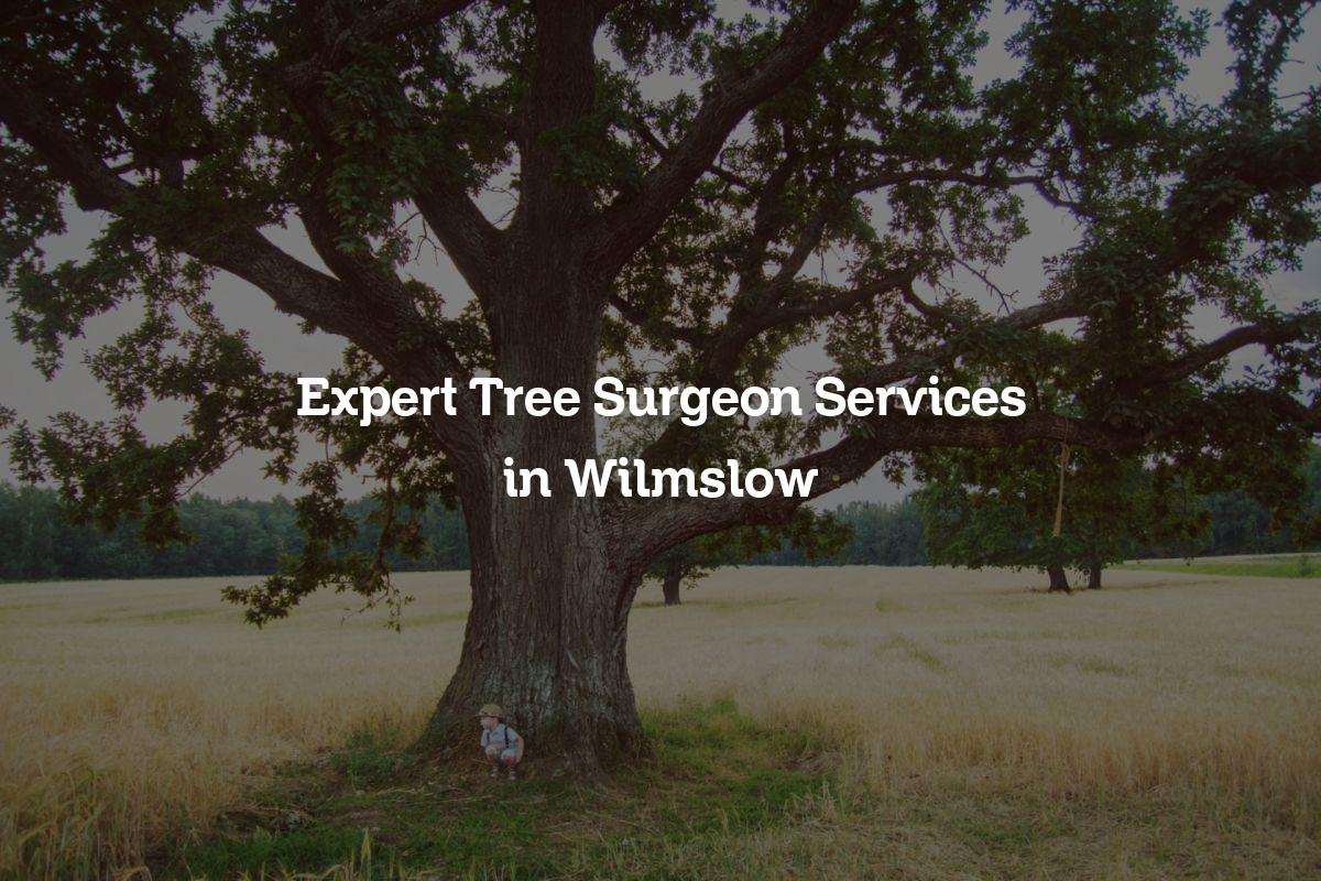 You are currently viewing Expert Tree Surgeon Services in Wilmslow