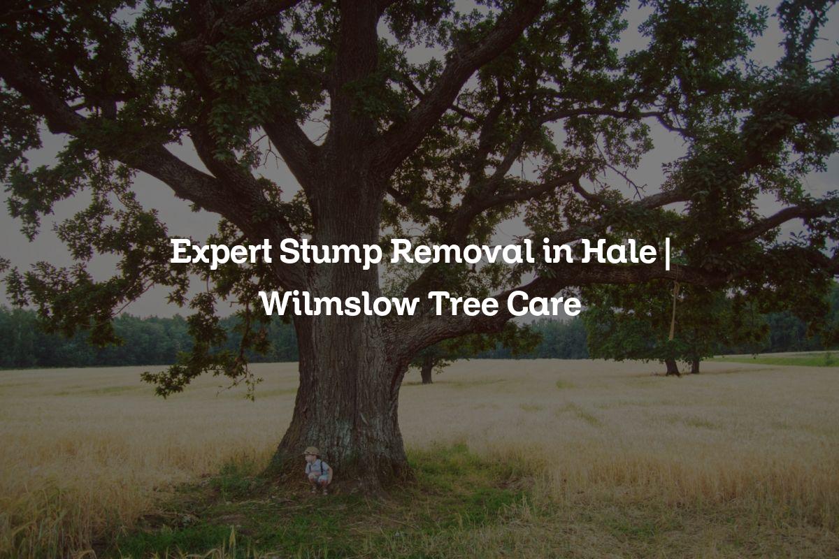 You are currently viewing Expert Stump Removal in Hale | Wilmslow Tree Care
