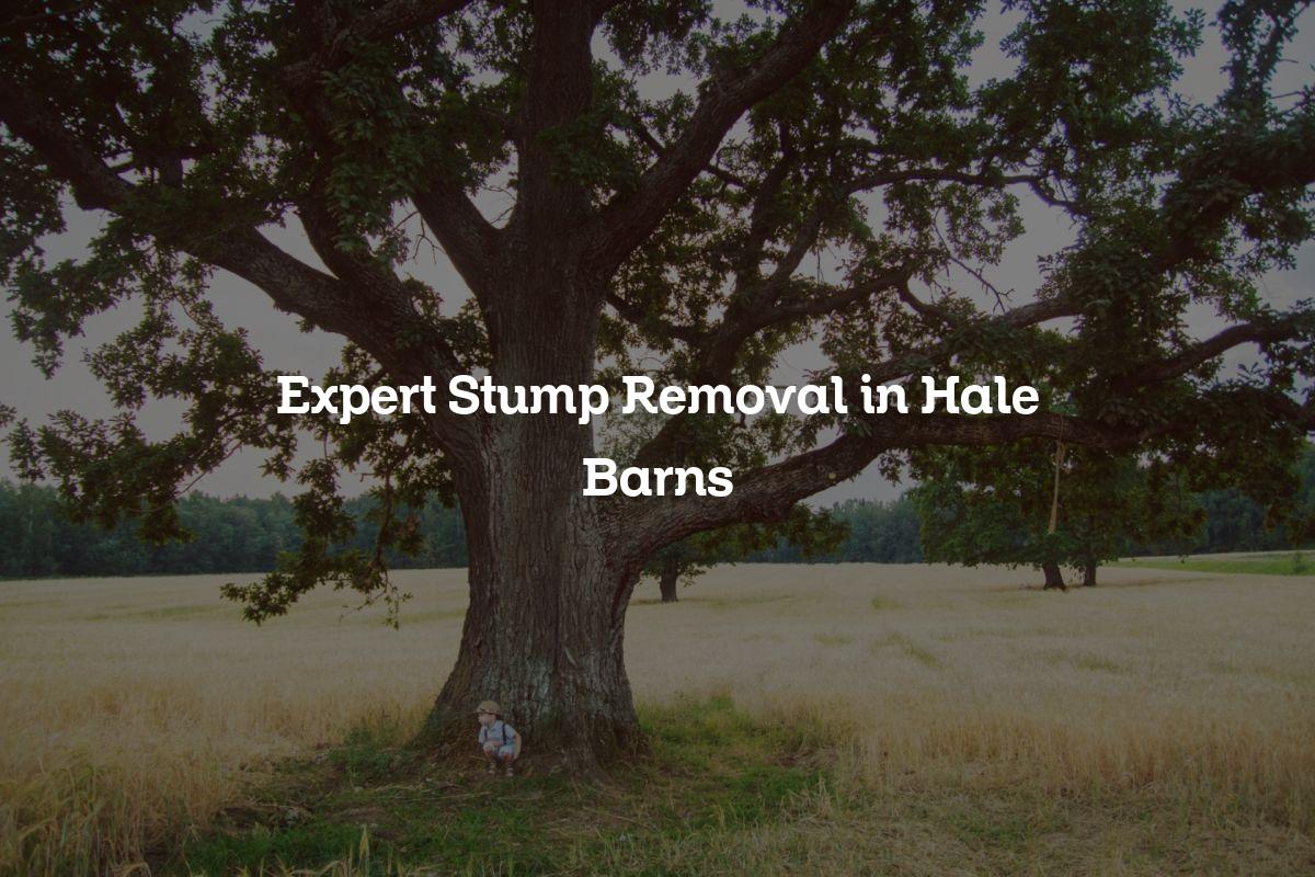 You are currently viewing Expert Stump Removal in Hale Barns